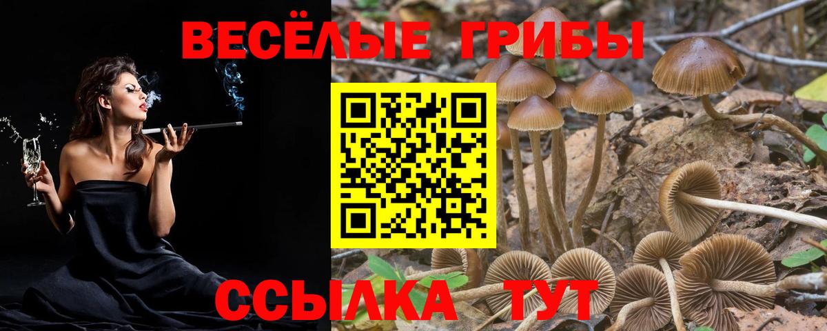 Галлюциногенные грибы Psilocybine cubensis  Дмитров 